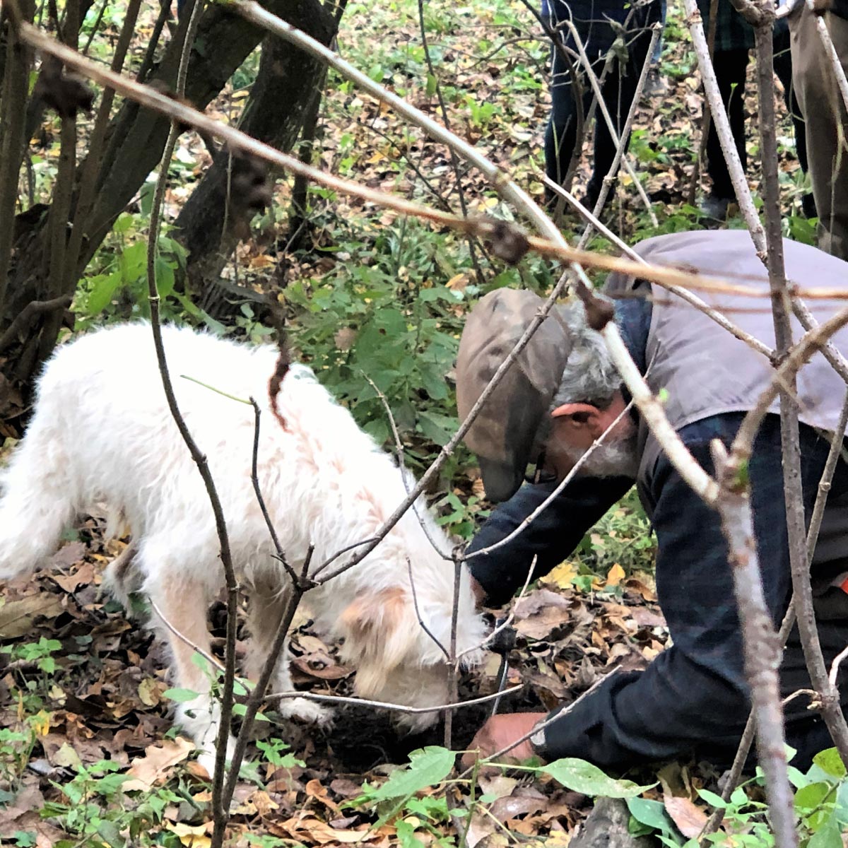 Truffle Hunting